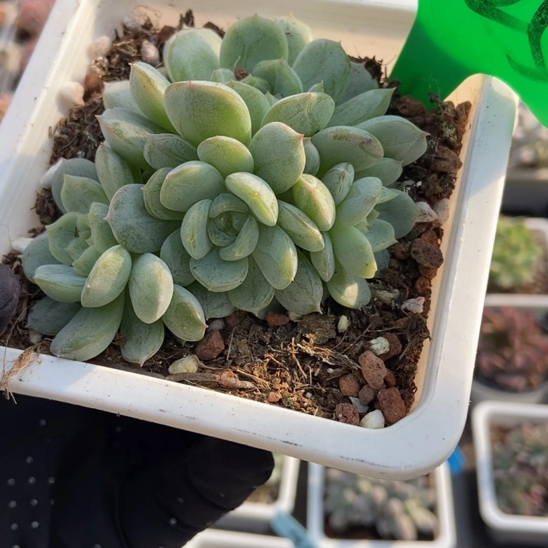 825白恋多肉植物多肉