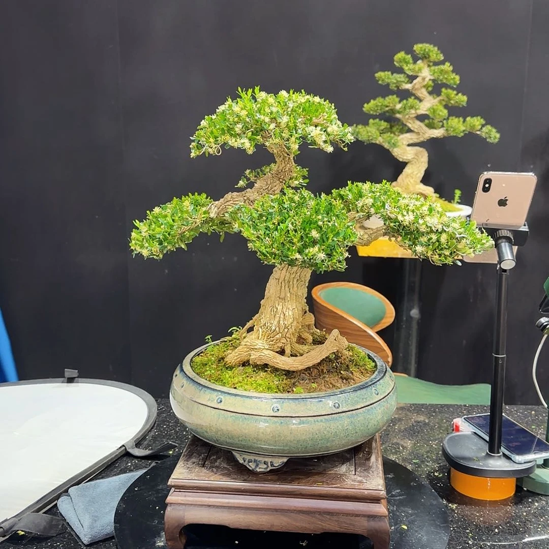 黄杨室内室外盆景