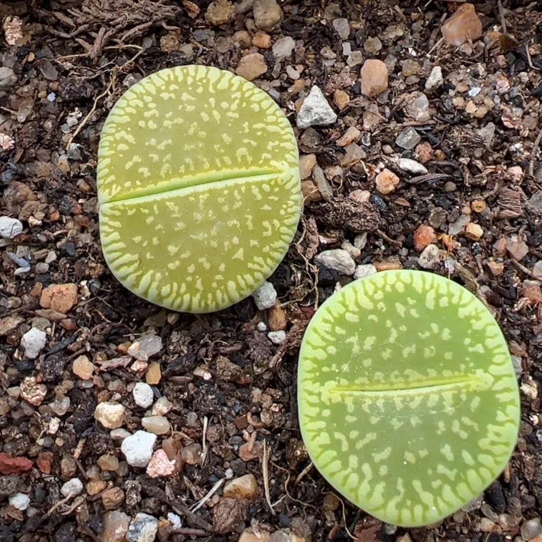 7.17好看的多肉脱土发货756