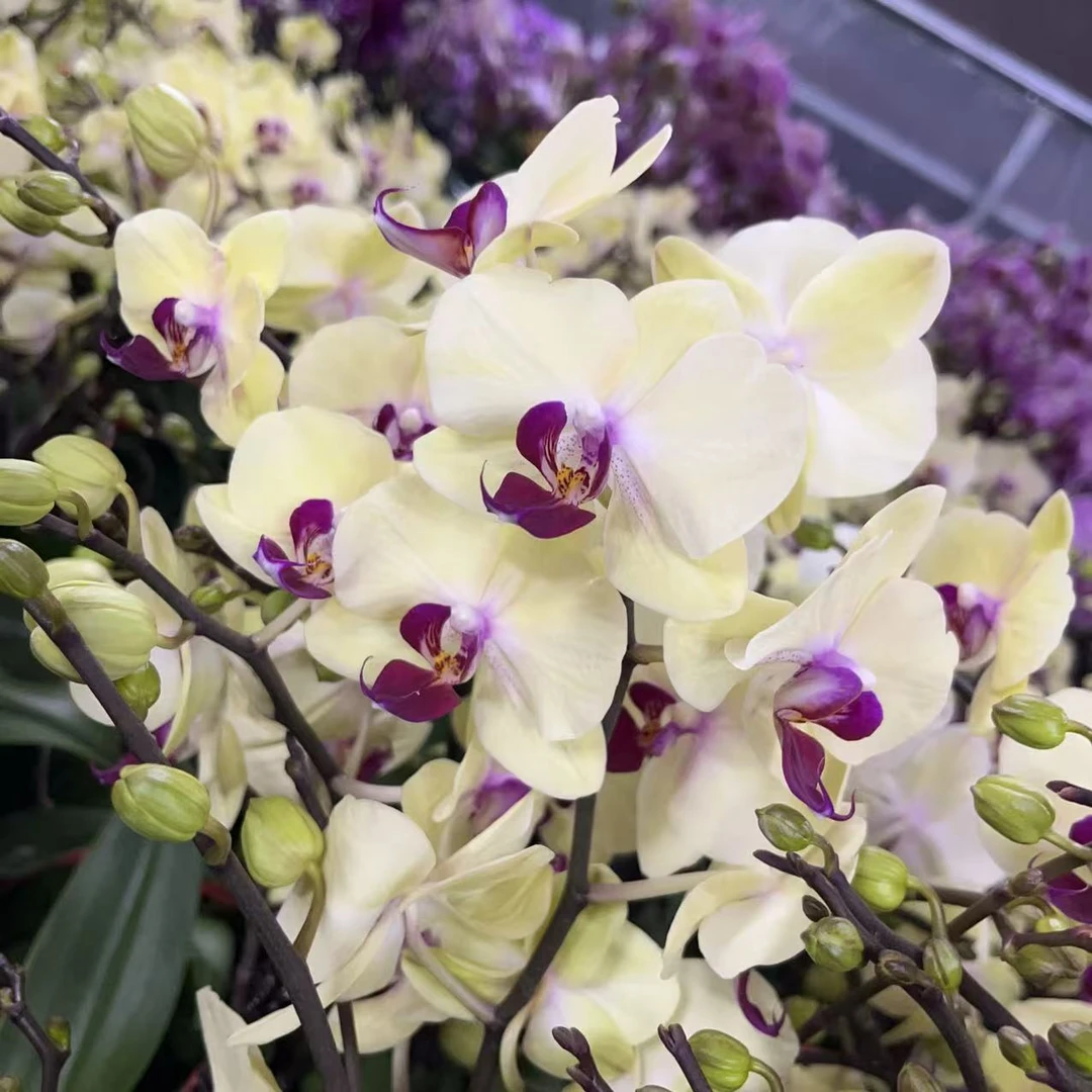 蝴蝶兰【金苹果】绿色大花 室内花花 广州基地直发