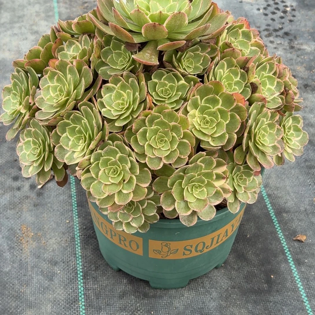 简***福107莲花座多肉植物