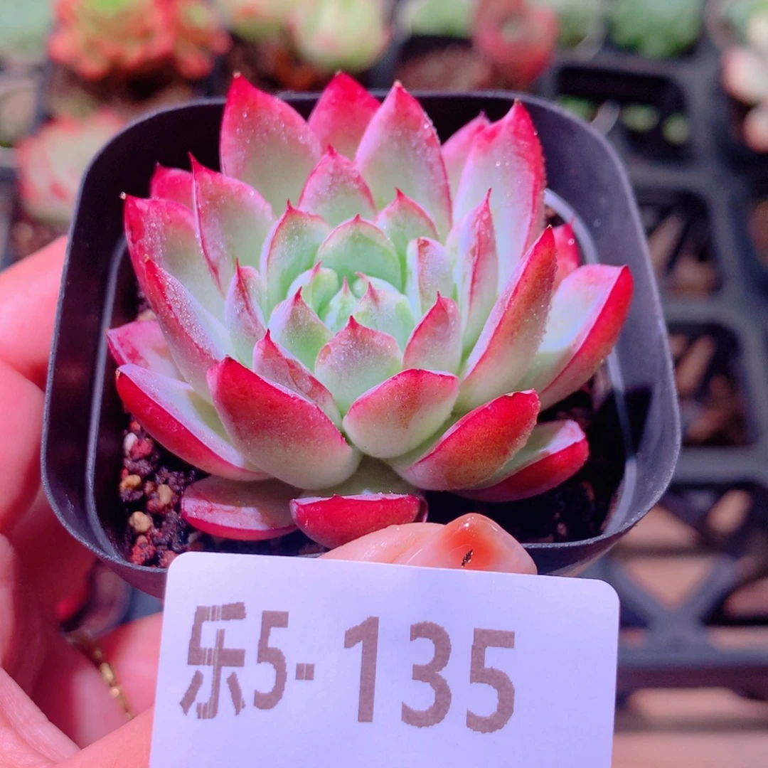 乐然 5-135 灯火单头