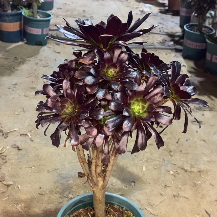 墨法多肉植物34。