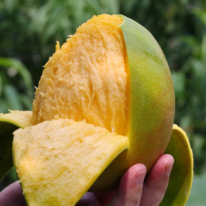 【凯特芒】正宗四川攀枝花芒果大青芒新鲜当季水果净重8.5斤X