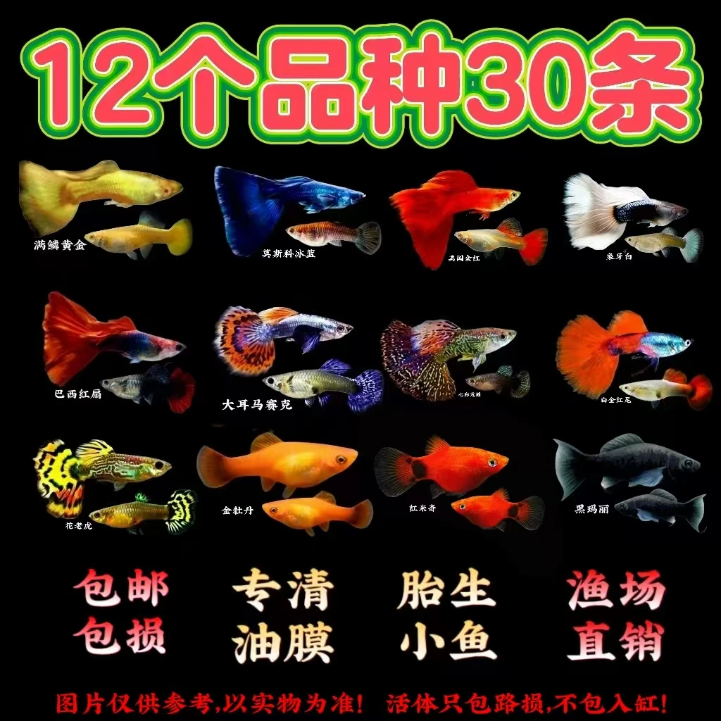 【大全家福12个品种30条】孔雀鱼玛丽鱼淡水小型热带鱼好养活易繁殖