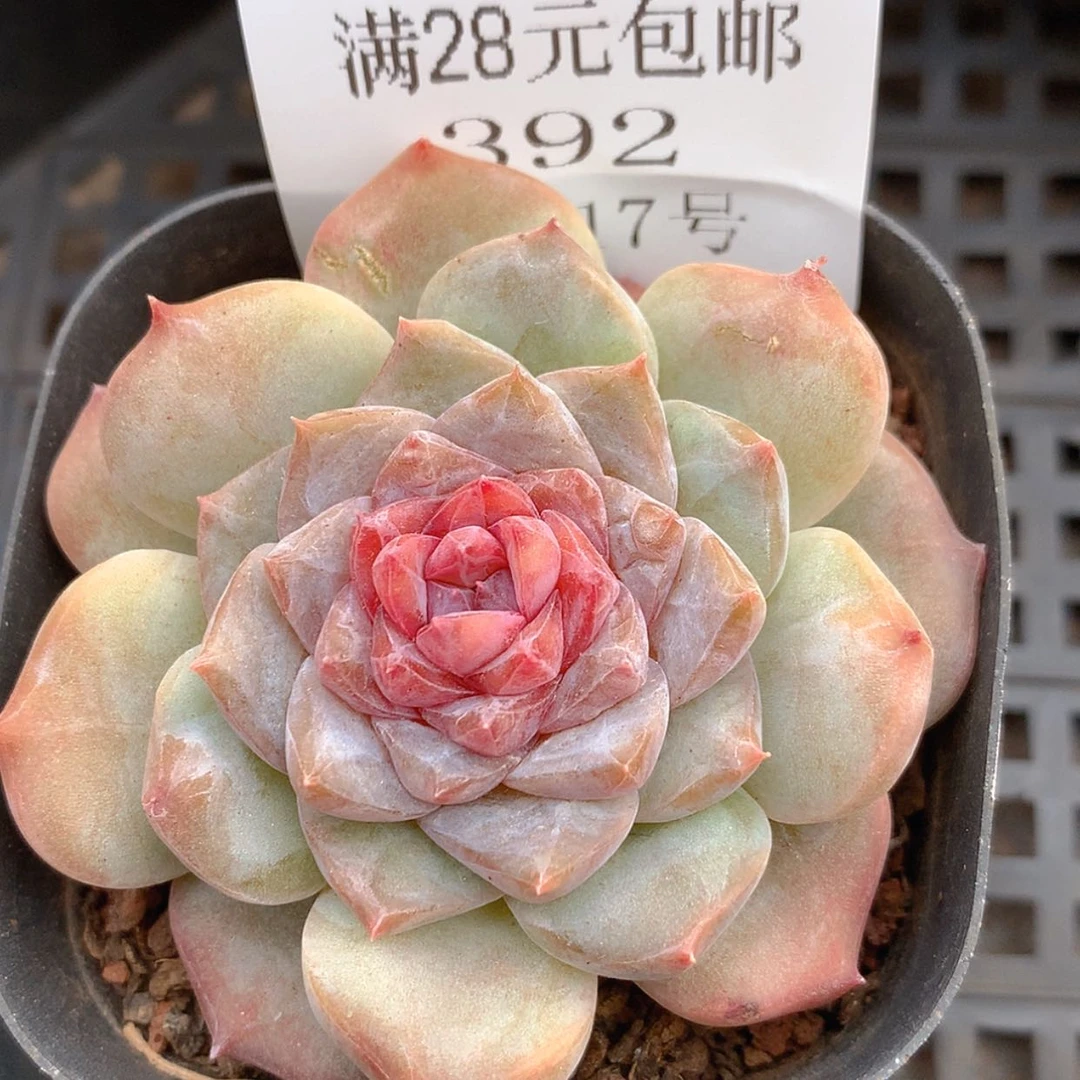 【闪购商品】云392号