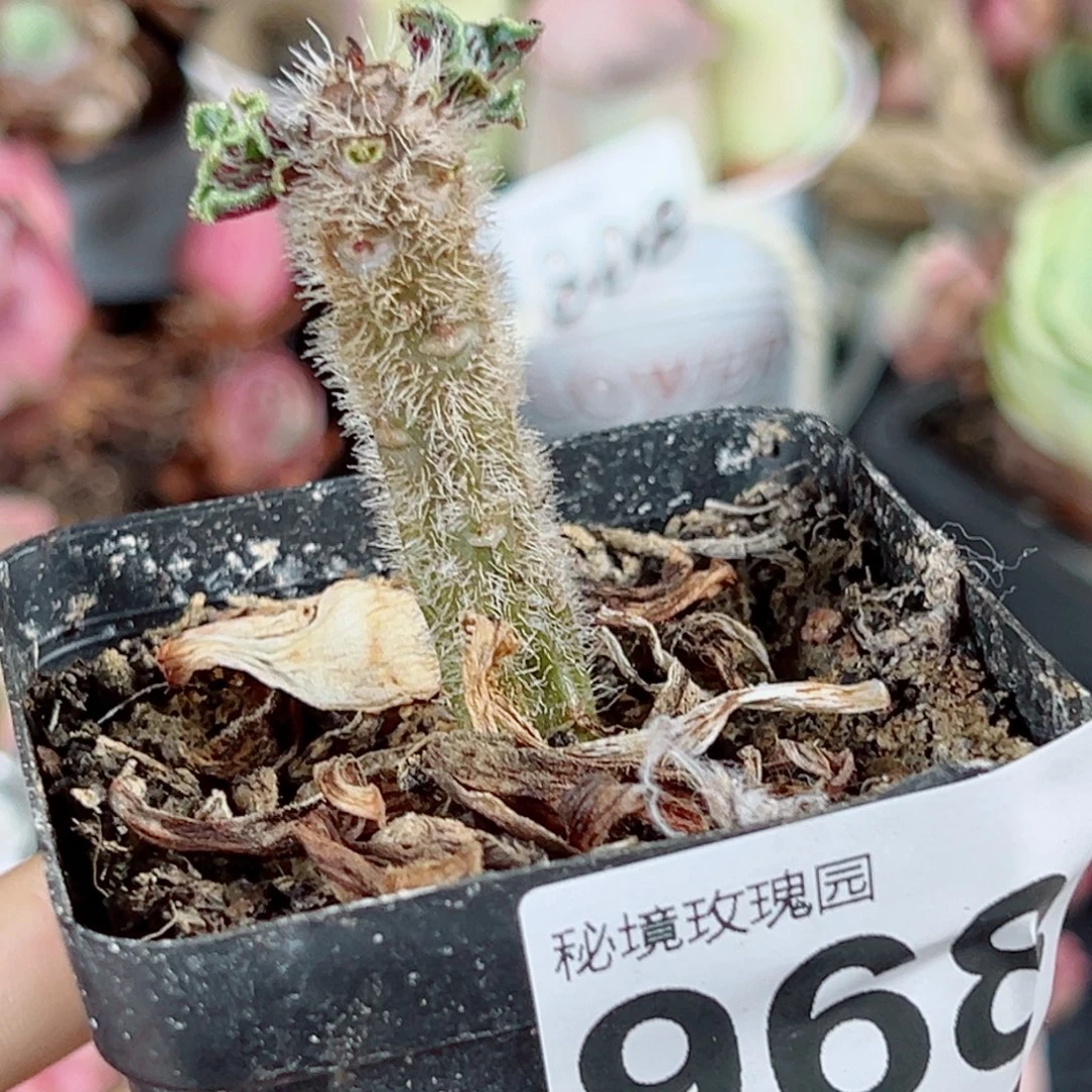 九***子968晶钻。