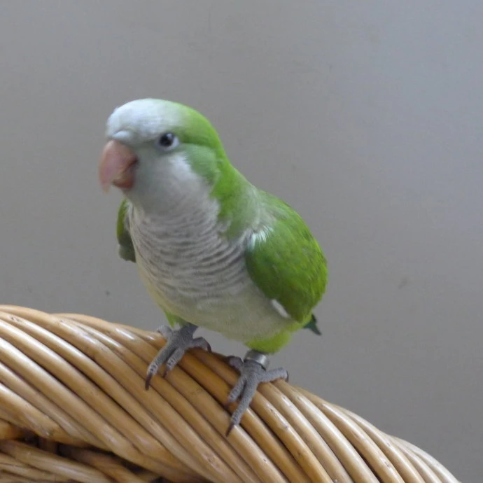 【海南英达直发】手养亲人会说话的小鹦鹉