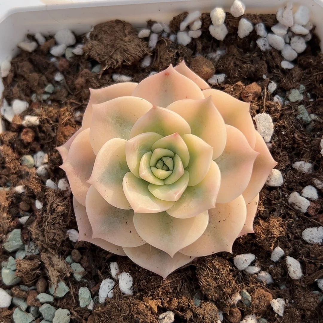 白牡丹锦，覆轮锦