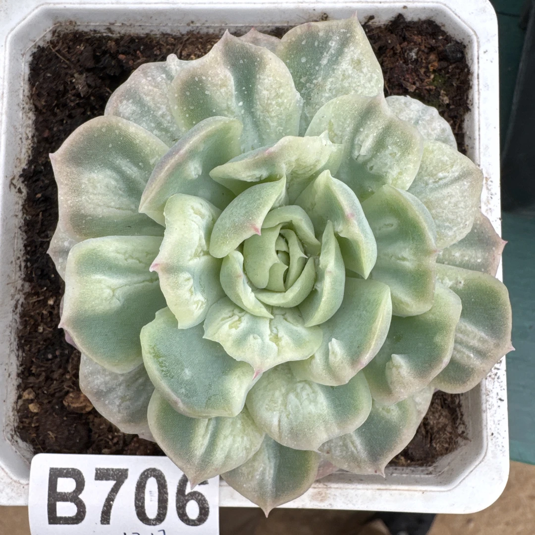 B706，几米多肉植物泡泡纱裙
