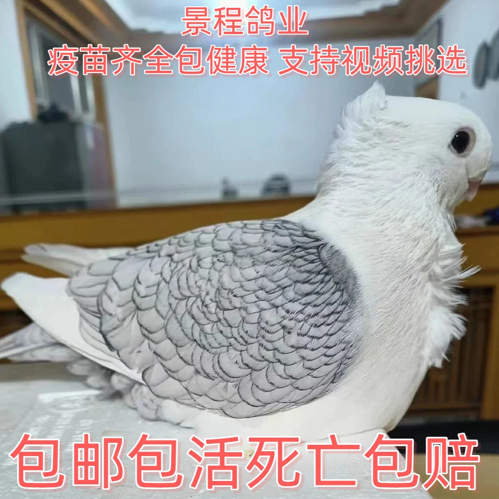 精品细花淑女鸽子活观赏鸽青年鸽幼鸽活的种鸽下蛋鸽活物鸽子活鸽