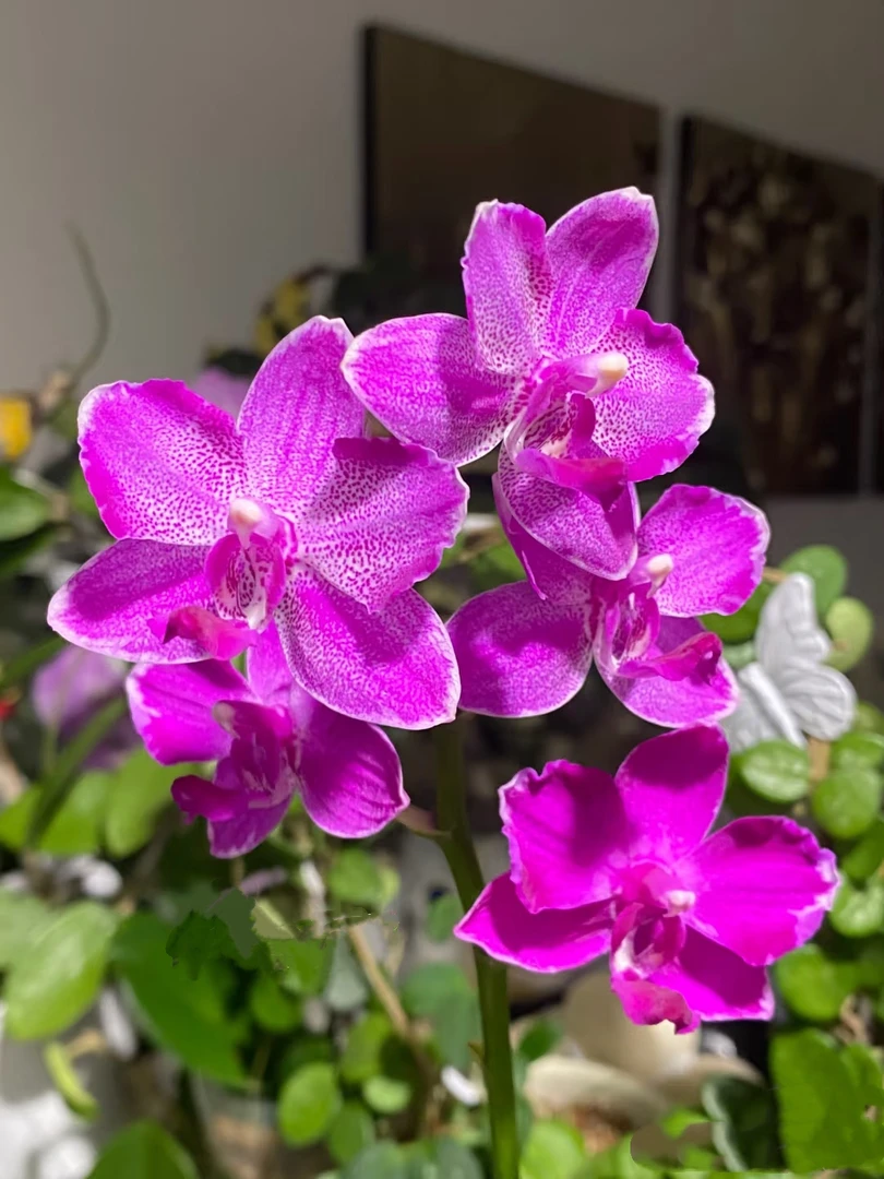 【带香味】红水晶（红楼梦）蝶兰花苗带花剑2.8寸杯