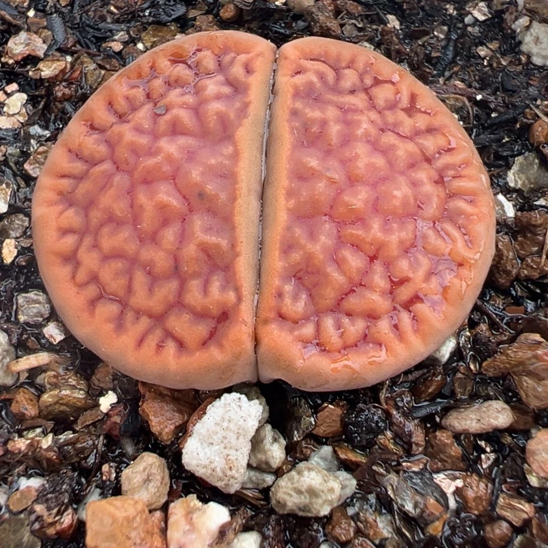 582多肉植物种类多样