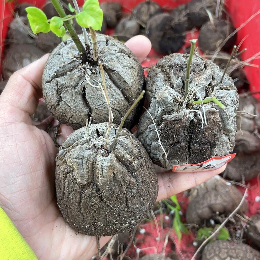 龟甲龙一物一拍1790号3颗