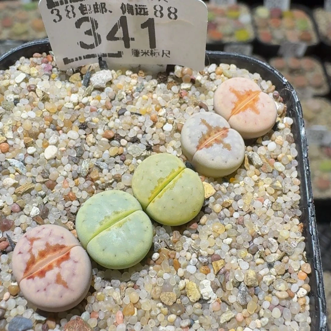 Ssss精品生石花341