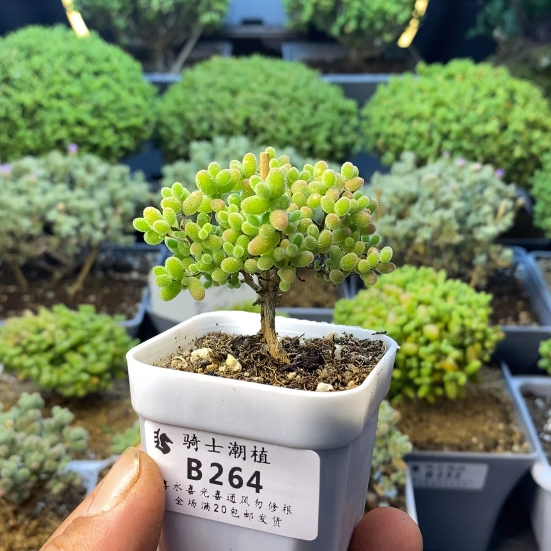 264蜜橘糖球枝干