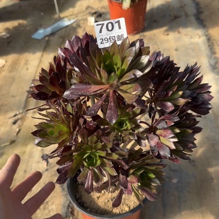 黑法师……多肉植物……