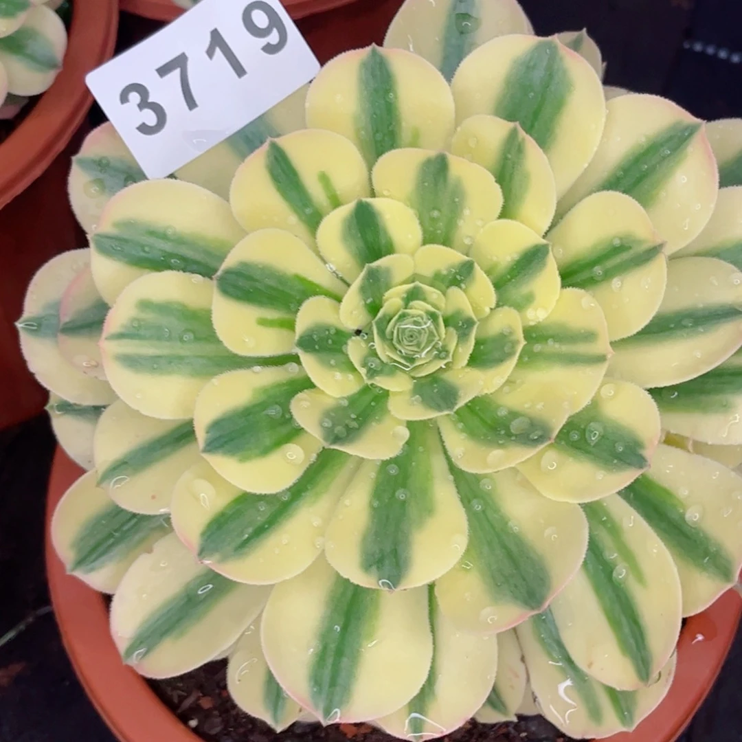 迈巴赫多肉发货发货