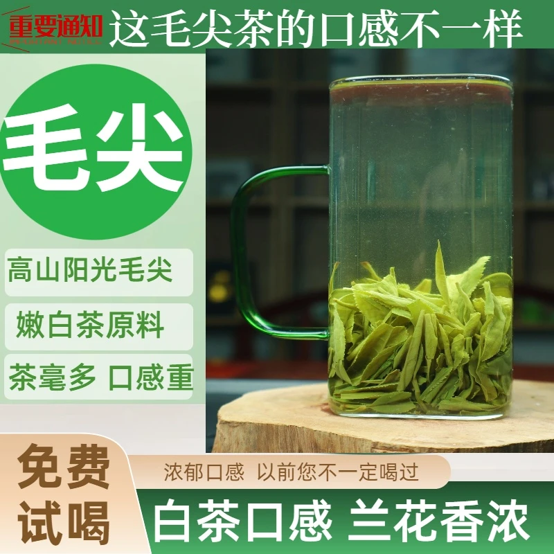 鼎锡和铭高山阳光毛尖信阳新茶浓香耐泡绿茶兰花香