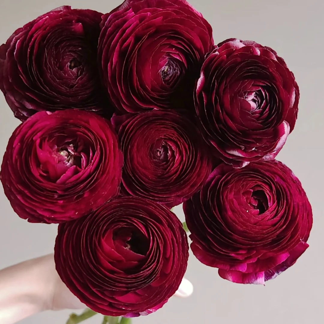 黑天鹅洋牡丹（任意两单包邮，一单需要补运费）