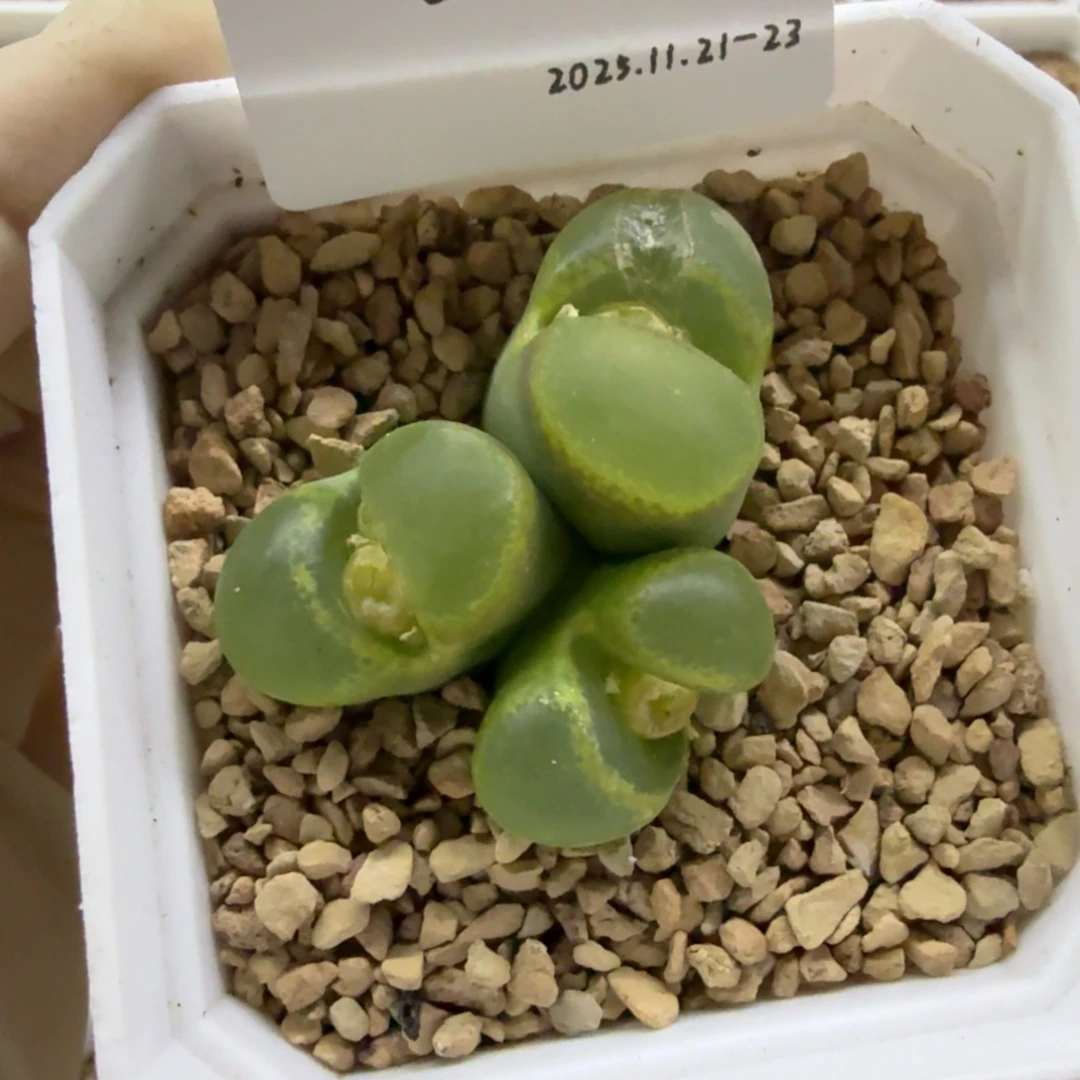 K***y多肉多肉多肉11-388