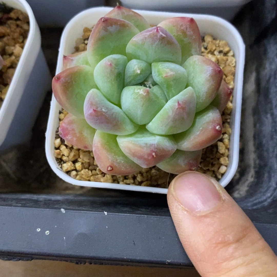 精品多肉一物一拍不包整32