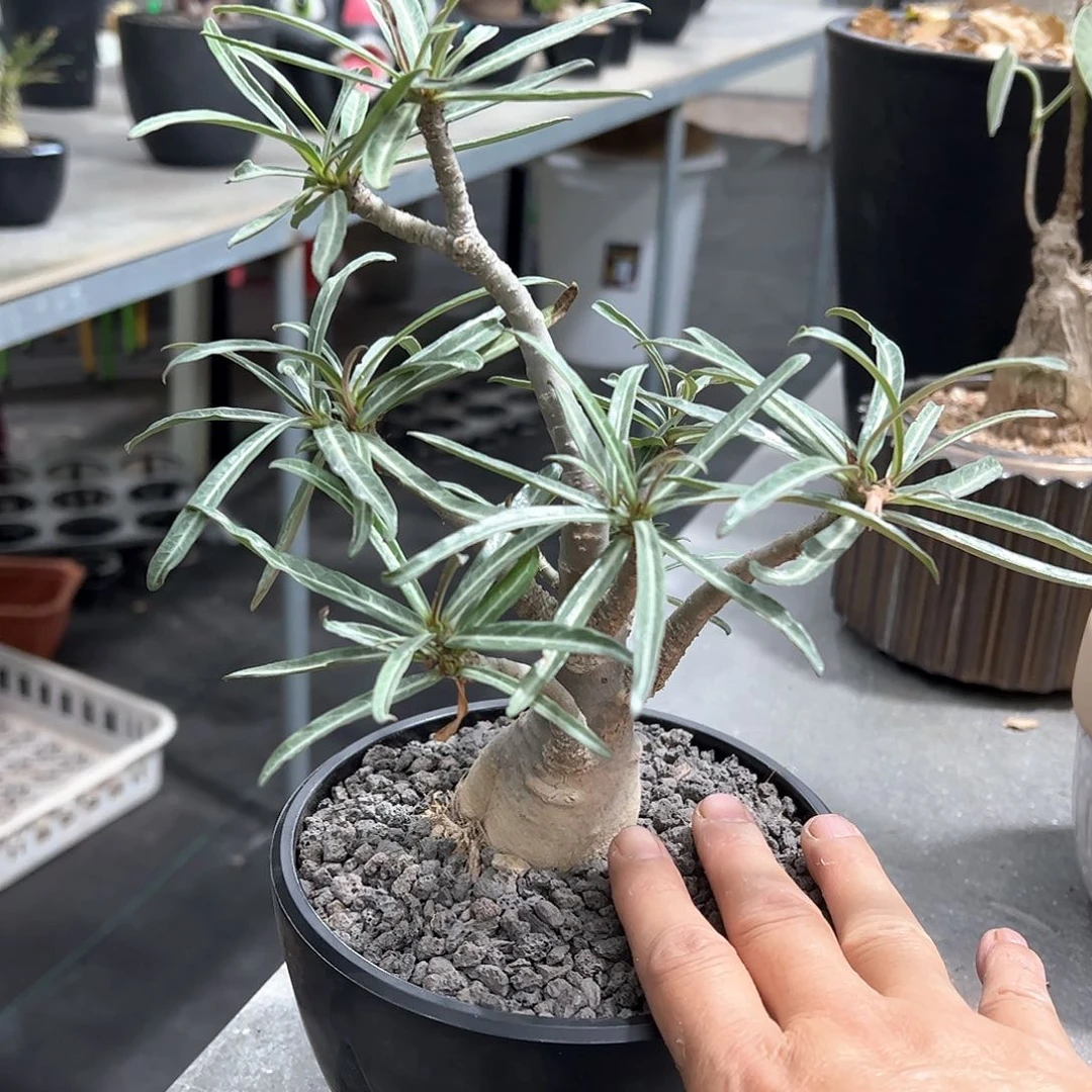 怦***、沙玫换椰子补差价66666666