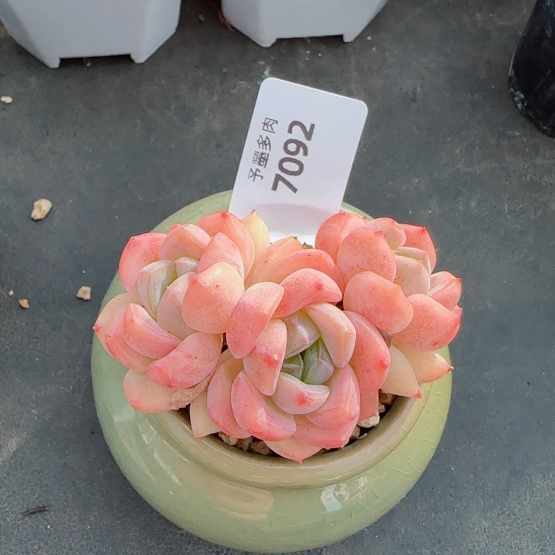 桃夭，7092多肉植物