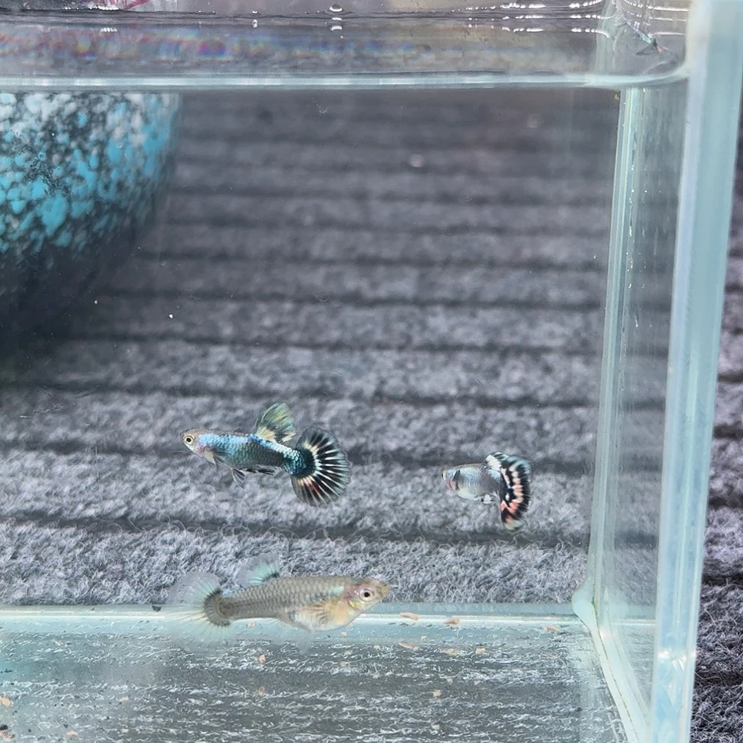 孔雀鱼红宝石2公1母27号