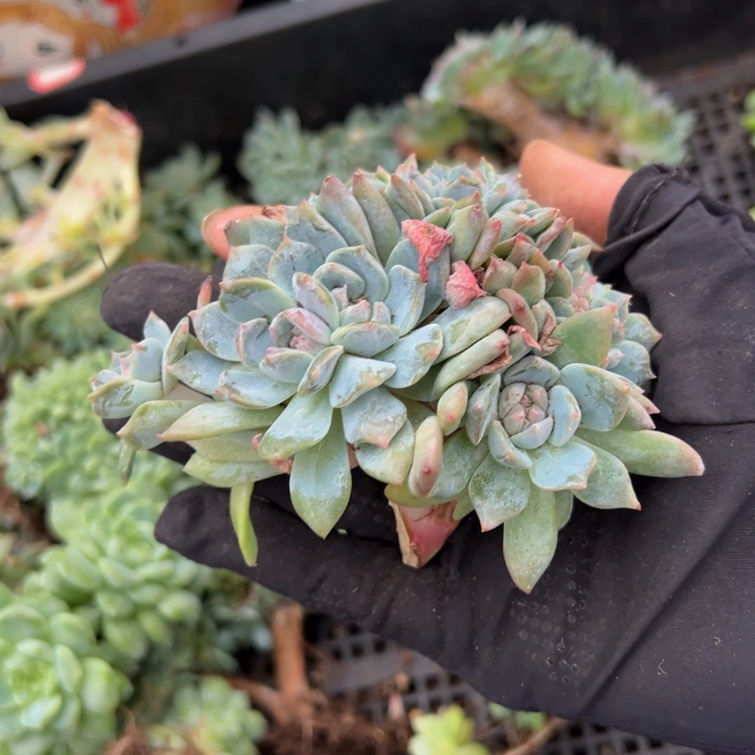 水蜜桃冰魄缀微瑕