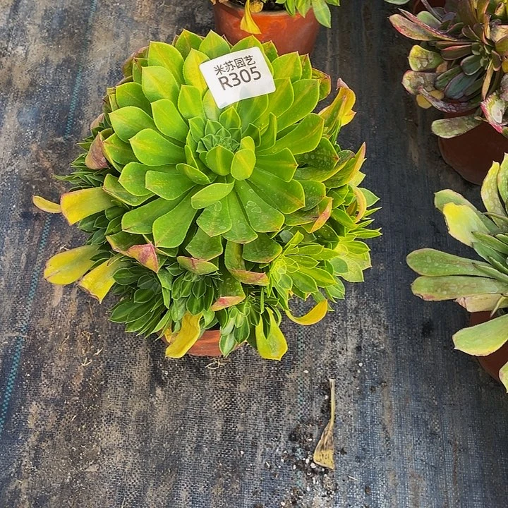 305多肉植物的生长