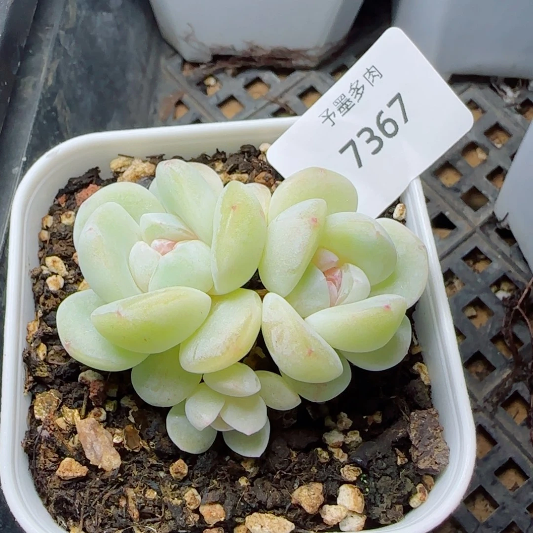 玻璃体糖心冰玉，7367多肉植物