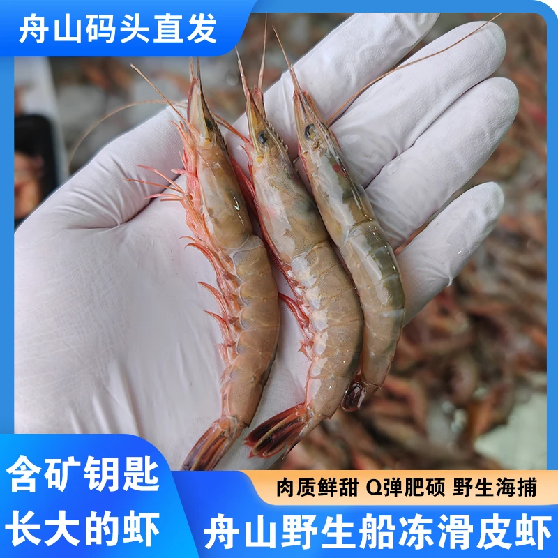 舟山野生滑皮虾鲜活海虾船冻舟山蛎虾生鲜硬壳虾水产新鲜冻虾