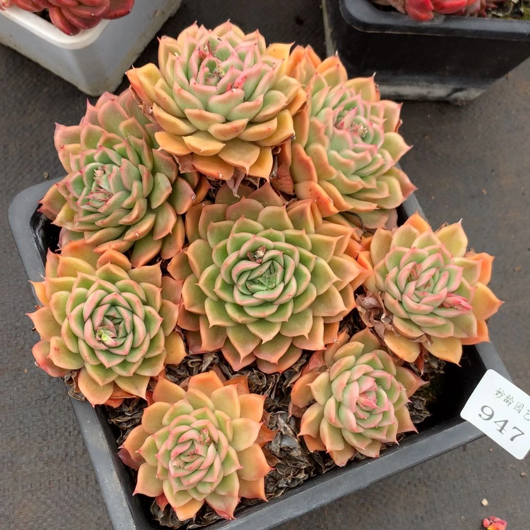 947杂交精品基地18,冠