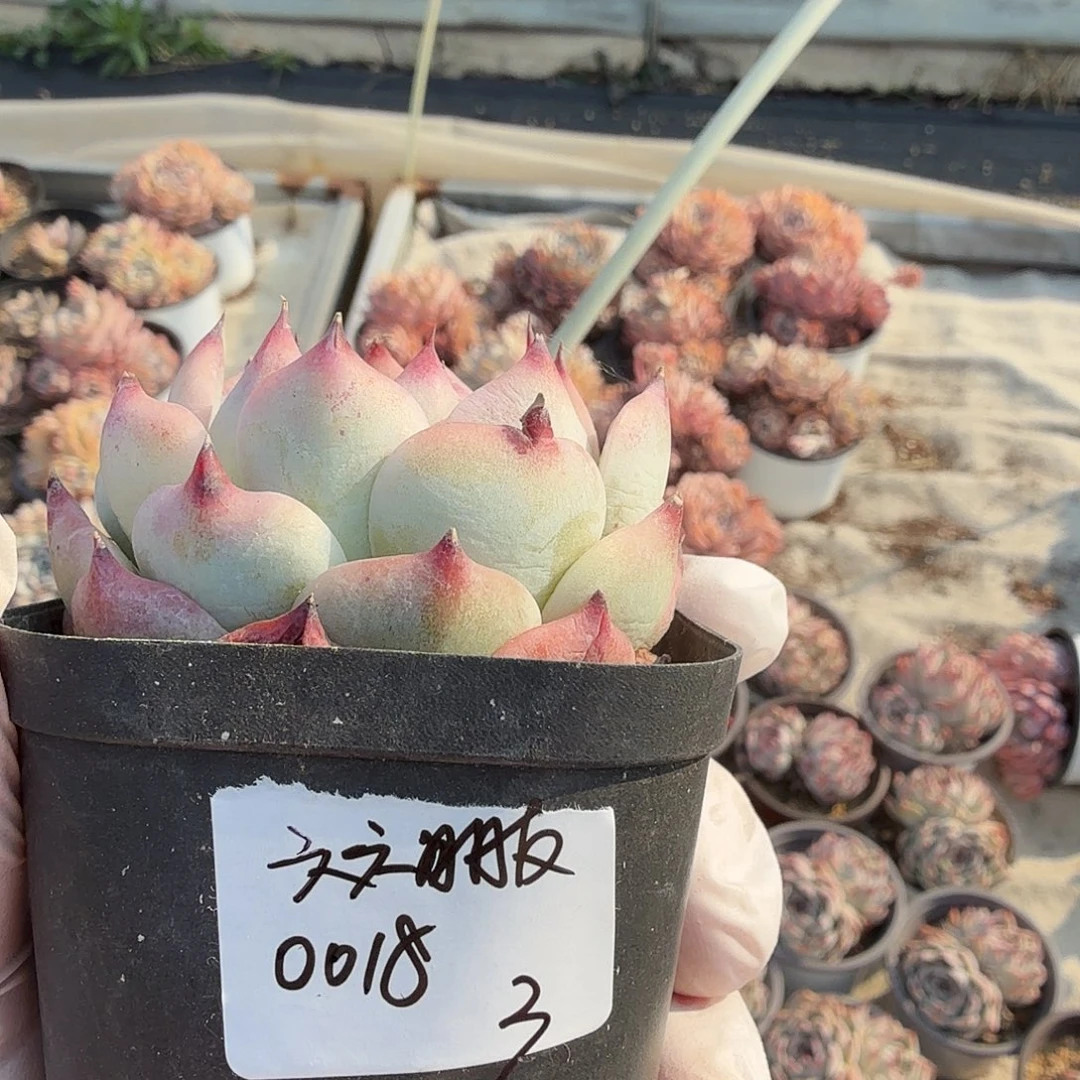 吉娃娃发发发发发发