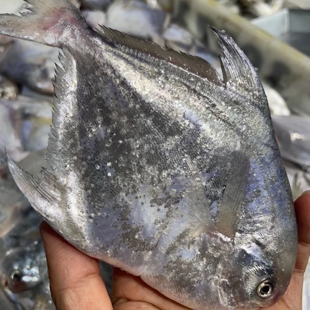 广东野生流网船浅海银鲳 白鲳