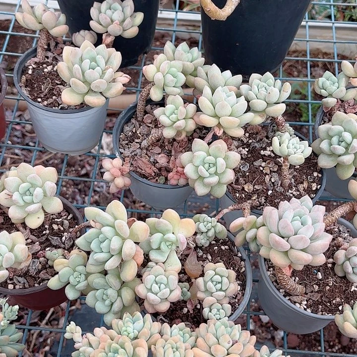 老桩精品泡泡糖拍一大二