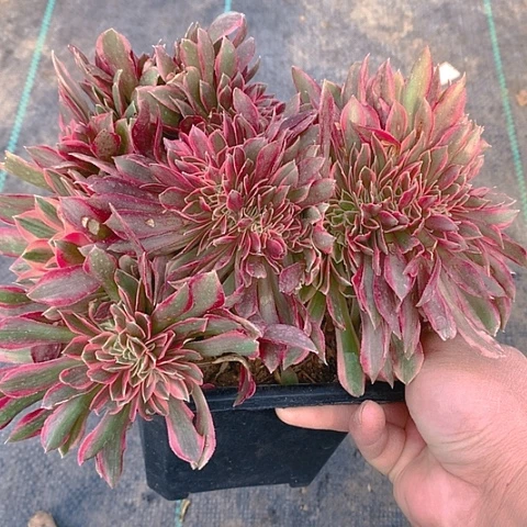 525女神缀化多肉植物