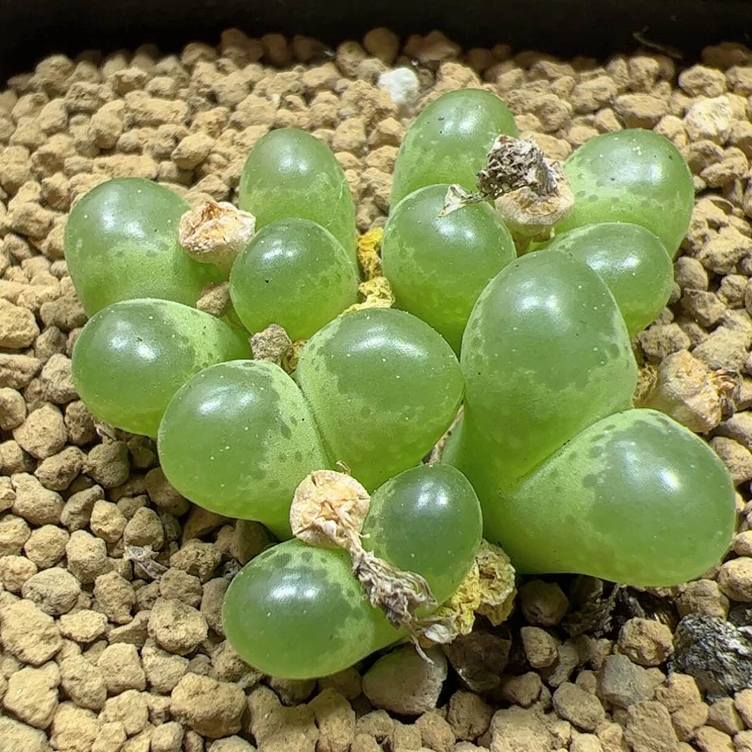 【闪购商品】351绿泡泡