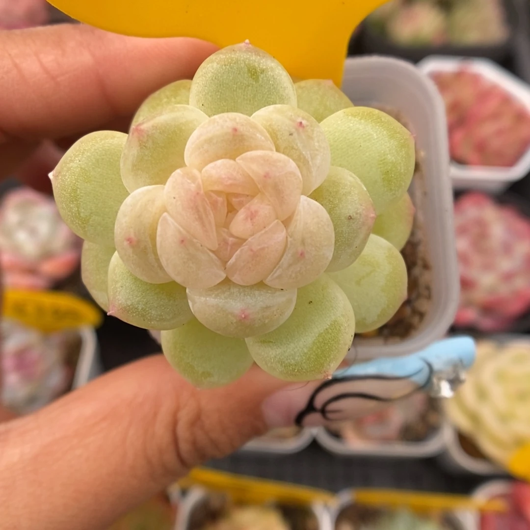 财富密码5491号。