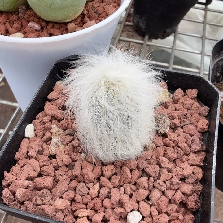 实生长毛虾无刺2仙人球