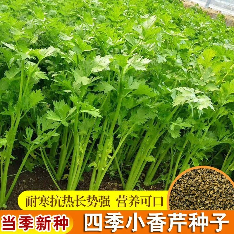 四季小香芹种子小香芹种子庭院阳台盆栽耐热农家芹菜籽蔬菜种子孑