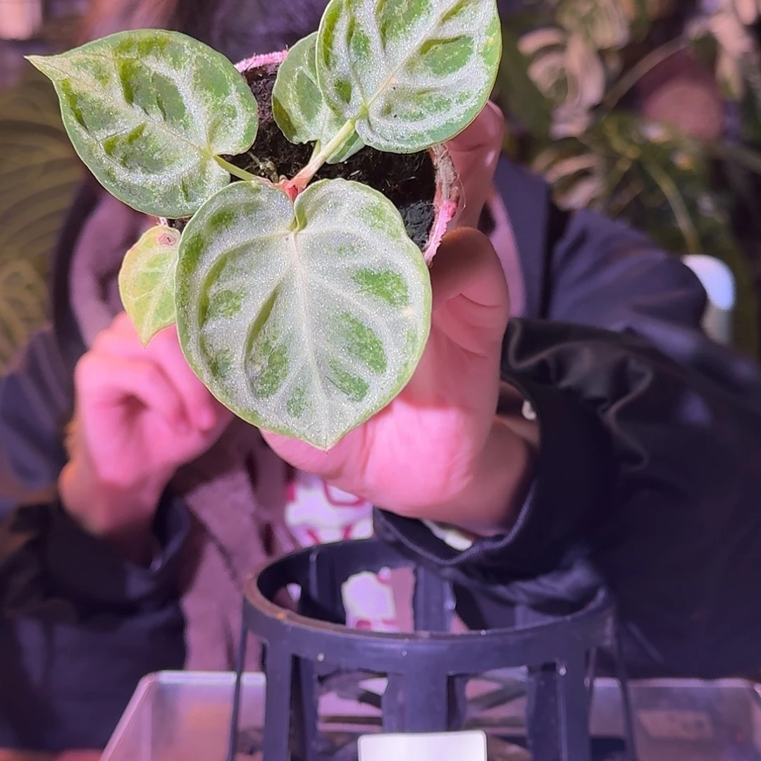 大部分花苞少量开放H374个体石化铜锣烧