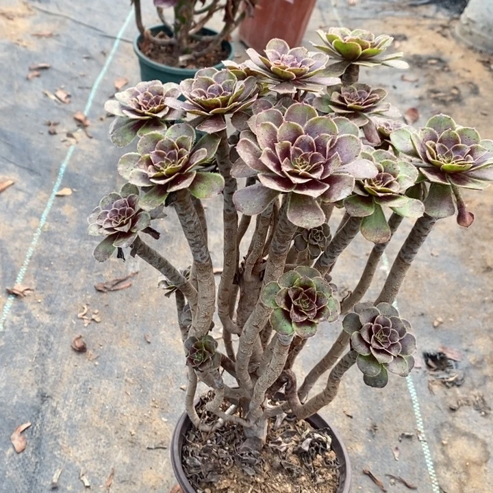 灰法35多肉植物法师法师
