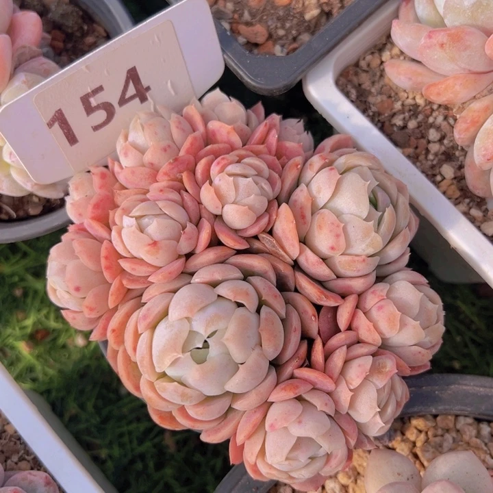 健健康康平平安安