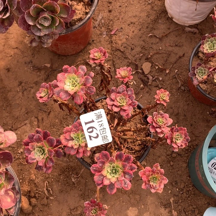 162铜玫瑰锦绣球2