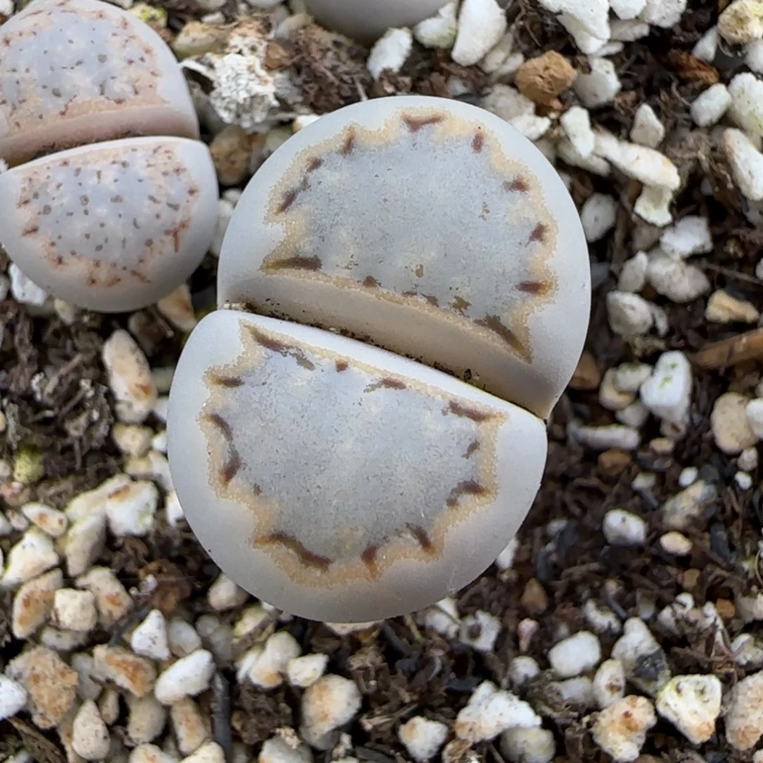 12.4.c215饼干.9060尺寸1.4cm有腿