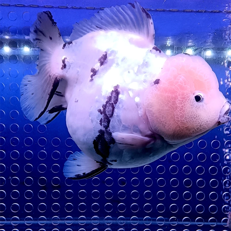 原装将军泰狮精品白虎银虎皮精品小苗短尾大体金鱼