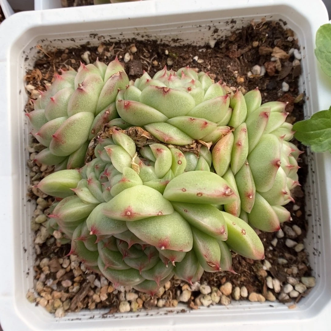 翡冷翠麦秆群生。