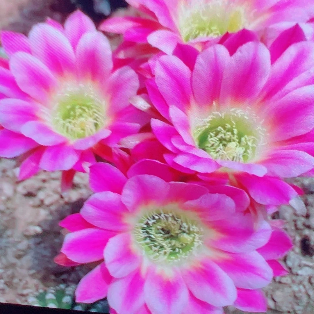 丽花 调色板侧芽 满20包邮
